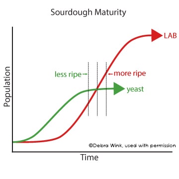 Sourdough Maturity 1 eng