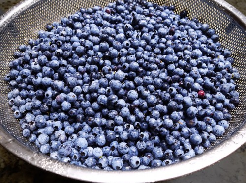 Blueberries in collander 5007 3 500x373